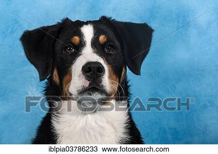 Stock Image - "Appenzell Cattle Dog, portrait". Fotosearch