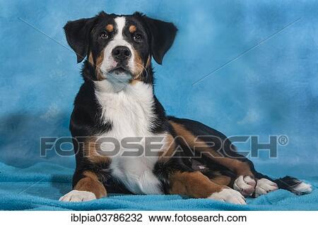 Stock Image - Appenzell Cattle Dog. Fotosearch