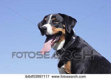 "Appenzeller Sennenhund, bitch, 2 years, North Rhine-Westphalia, Germany, Europe" View Large Photo Image Stock Photo - "Appenzeller Sennenhund, bitch, 2 years, North Rhine-Westphalia, Germany, Europe". Fotosearch