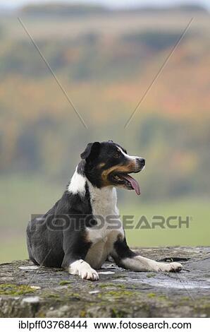 "Appenzeller Sennenhund or Appenzell Mountain Dog, Germany, Europe" View Large Photo Image Picture - "Appenzeller Sennenhund or Appenzell Mountain Dog, Germany, Europe". Fotosearch