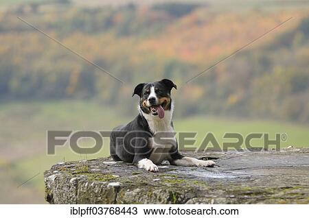 "Appenzeller Sennenhund or Appenzell Mountain Dog, Germany, Europe" View Large Photo Image Stock Image - "Appenzeller Sennenhund or Appenzell Mountain Dog, Germany, Europe". Fotosearch