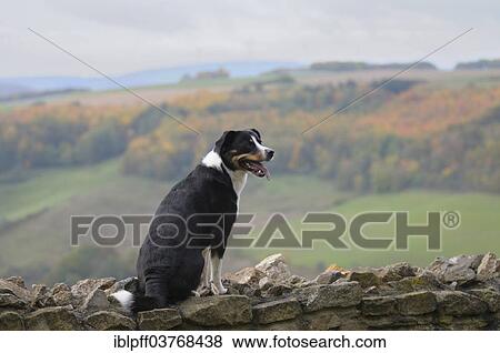 "Appenzeller Sennenhund or Appenzell Mountain Dog, sitting on a natural stone wall, Germany, Europe" View Large Photo Image Stock Photo - "Appenzeller Sennenhund or Appenzell Mountain Dog, sitting on a natural stone wall, Germany, Europe". Fotosearch