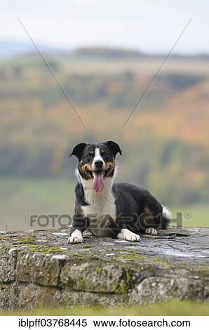 "Appenzeller Sennenhund or Appenzell Mountain Dog lying on a wall, Germany, Europe" View Large Photo Image Stock Photography - "Appenzeller Sennenhund or Appenzell Mountain Dog lying on a wall, Germany, Europe". Fotosearch