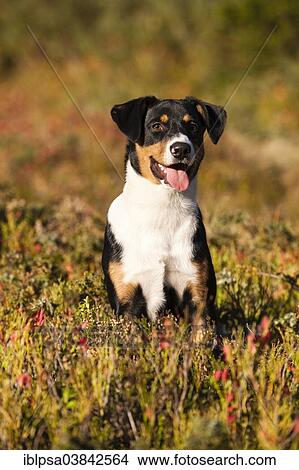 "Appenzeller Sennenhund, young dog in autumn, North Tyrol, Austria, Europe" View Large Photo Image Picture - "Appenzeller Sennenhund, young dog in autumn, North Tyrol, Austria, Europe". Fotosearch