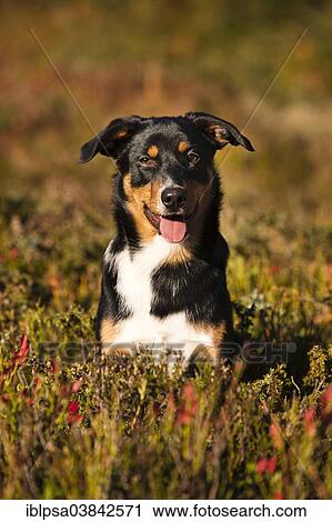 "Appenzeller Sennenhund, young dog in autumn, North Tyrol, Austria, Europe" View Large Photo Image Stock Image - "Appenzeller Sennenhund, young dog in autumn, North Tyrol, Austria, Europe". Fotosearch