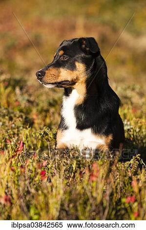 "Appenzeller Sennenhund, young dog in autumn, North Tyrol, Austria, Europe" View Large Photo Image Stock Photography - "Appenzeller Sennenhund, young dog in autumn, North Tyrol, Austria, Europe". Fotosearch