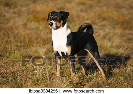 "Appenzeller Sennenhund, young dog, North Tyrol, Austria, Europe" View Large Photo Image Stock Image - "Appenzeller Sennenhund, young dog, North Tyrol, Austria, Europe". Fotosearch