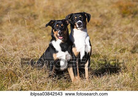 Stock Image - "Appenzeller Sennenhund, young dogs, North Tyrol, Austria, Europe". Fotosearch