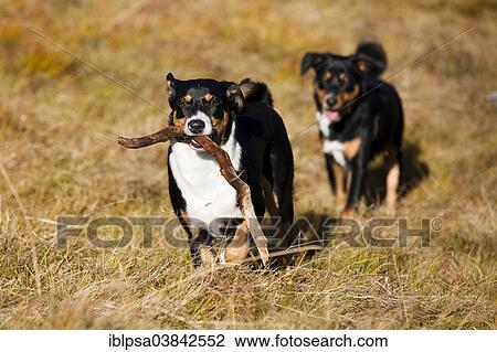 Stock Image - "Appenzeller Sennenhund, young dogs playing with stick, North Tyrol, Austria, Europe". Fotosearch