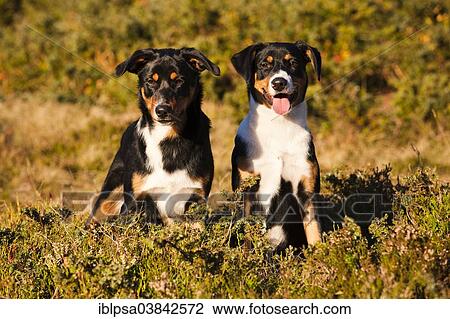 Stock Image - "Appenzeller Sennenhund, young dogs, North Tyrol, Austria, Europe". Fotosearch
