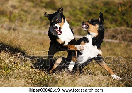 "Appenzeller Sennenhund, young dogs playing, North Tyrol, Austria, Europe" View Large Photo Image Stock Photo - "Appenzeller Sennenhund, young dogs playing, North Tyrol, Austria, Europe". Fotosearch