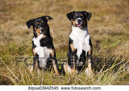 Stock Photography - "Appenzeller Sennenhund, young dogs, North Tyrol, Austria, Europe". Fotosearch