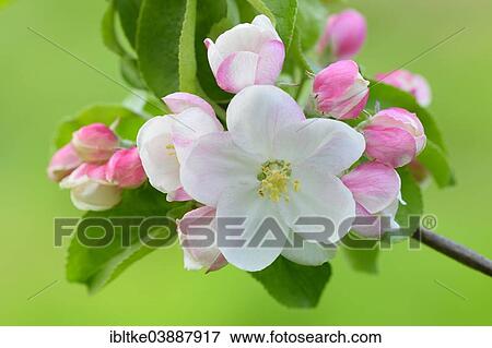 Stock Photo - "Apple blossom (Malus domestica), Baden-Wurttemberg, Germany, Europe". Fotosearch