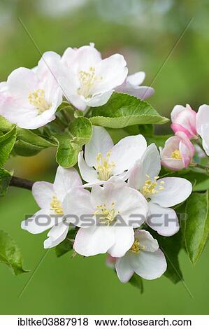 "Apple blossom (Malus domestica), Baden-Wurttemberg, Germany, Europe" View Large Photo Image Stock Photo - "Apple blossom (Malus domestica), Baden-Wurttemberg, Germany, Europe". Fotosearch