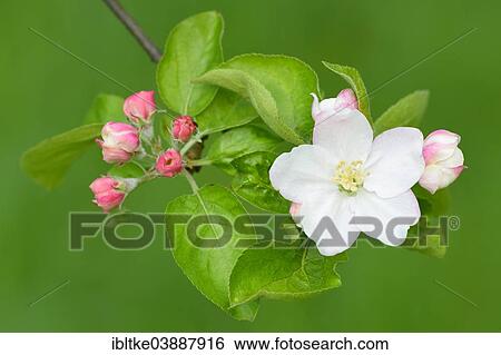 "Apple blossom (Malus domestica), Baden-Wurttemberg, Germany, Europe" View Large Photo Image Stock Photograph - "Apple blossom (Malus domestica), Baden-Wurttemberg, Germany, Europe". Fotosearch