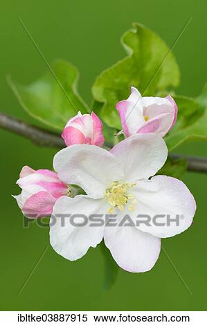 "Apple blossom (Malus domestica), Baden-Wurttemberg, Germany, Europe" View Large Photo Image Stock Photography - "Apple blossom (Malus domestica), Baden-Wurttemberg, Germany, Europe". Fotosearch