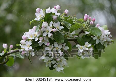 Picture - "Apple blossom (Malus domesticus), Haren, Emsland, Lower Saxony, Germany, Europe". Fotosearch