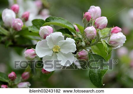 Stock Image - "Apple blossom (Malus domesticus), Haren, Emsland, Lower Saxony, Germany, Europe". Fotosearch