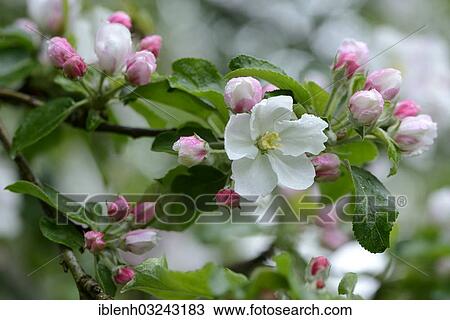 "Apple blossom (Malus domesticus), Haren, Emsland, Lower Saxony, Germany, Europe" View Large Photo Image Stock Image - "Apple blossom (Malus domesticus), Haren, Emsland, Lower Saxony, Germany, Europe". Fotosearch