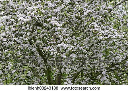 "Apple blossom (Malus domesticus), Haren, Emsland, Lower Saxony, Germany, Europe" View Large Photo Image Stock Photo - "Apple blossom (Malus domesticus), Haren, Emsland, Lower Saxony, Germany, Europe". Fotosearch