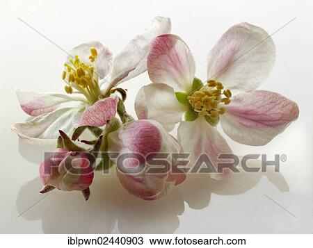 Apple blossom View Large Photo Image Stock Image - Apple blossom. Fotosearch