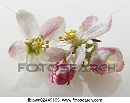 Apple blossom View Large Photo Image Stock Image - Apple blossom. Fotosearch
