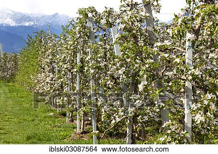 "Apple blossoms in an apple tree orchard, bei Meran, South Tyrol province, Trentino-Alto Adige, Italy, Europe" View Large Photo Image Picture - "Apple blossoms in an apple tree orchard, bei Meran, South Tyrol province, Trentino-Alto Adige, Italy, Europe". Fotosearch