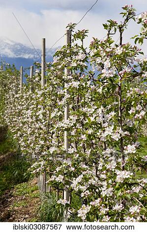 "Apple blossoms in an apple tree orchard, bei Meran, South Tyrol province, Trentino-Alto Adige, Italy, Europe" View Large Photo Image Stock Photo - "Apple blossoms in an apple tree orchard, bei Meran, South Tyrol province, Trentino-Alto Adige, Italy, Europe". Fotosearch