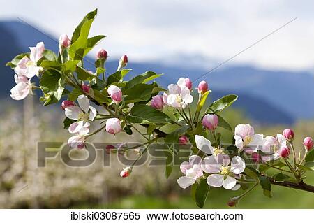 "Apple blossoms in an apple tree orchard, bei Meran, South Tyrol province, Trentino-Alto Adige, Italy, Europe" View Large Photo Image Stock Photography - "Apple blossoms in an apple tree orchard, bei Meran, South Tyrol province, Trentino-Alto Adige, Italy, Europe". Fotosearch