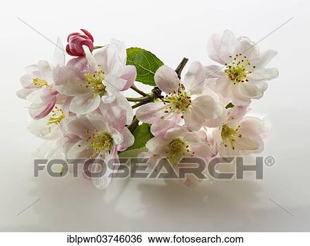 Stock Photograph - Apple blossoms (Malus domestica). Fotosearch