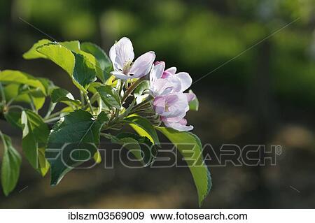 Apple blossoms (Malus) View Large Photo Image Stock Photo - Apple blossoms (Malus). Fotosearch
