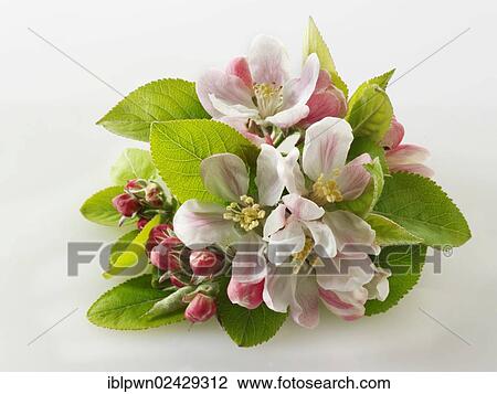 Apple blossoms View Large Photo Image Stock Image - Apple blossoms. Fotosearch