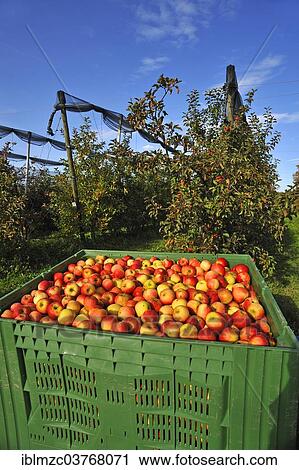 "Apple crate (Malus domestica), apple orchard with hail netting at back, harvest at an apple orchard, Middle Franconia, Bavaria, Germany, Europe" View Large Photo Image Stock Image - "Apple crate (Malus domestica), apple orchard with hail netting at back, harvest at an apple orchard, Middle Franconia, Bavaria, Germany, Europe". Fotosearch