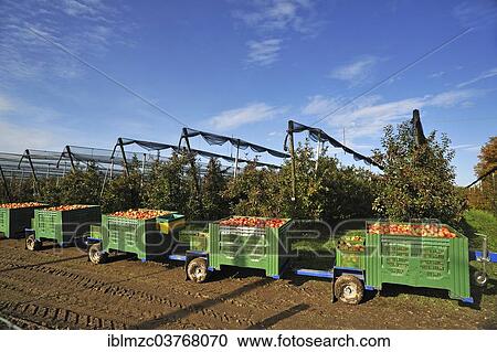 "Apple crates (Malus domestica), apple orchard with hail netting at back, harvest at an apple orchard, Middle Franconia, Bavaria, Germany, Europe" View Large Photo Image Stock Image - "Apple crates (Malus domestica), apple orchard with hail netting at back, harvest at an apple orchard, Middle Franconia, Bavaria, Germany, Europe". Fotosearch