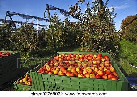"Apple crates (Malus domestica), apple orchard with hail netting at back, harvest at an apple orchard, Middle Franconia, Bavaria, Germany, Europe" View Large Photo Image Stock Image - "Apple crates (Malus domestica), apple orchard with hail netting at back, harvest at an apple orchard, Middle Franconia, Bavaria, Germany, Europe". Fotosearch
