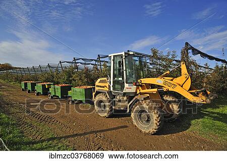 "Apple harvest at an orchard, tractor with crates full of apples (Malus domestica), Middle Franconia, Bavaria, Germany, Europe" View Large Photo Image Stock Photo - "Apple harvest at an orchard, tractor with crates full of apples (Malus domestica), Middle Franconia, Bavaria, Germany, Europe". Fotosearch