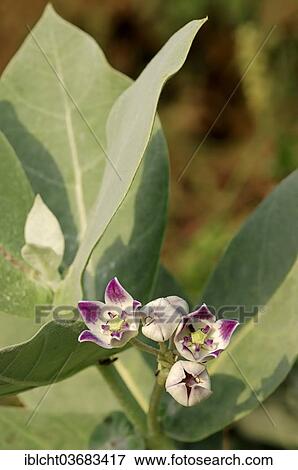 "Apple of Sodom, Mudar, Osher or Stabragh (Calotropis procera, Asclepias procera, Asclepias gigantea), flowers, Keoladeo National Park, Bharatpur, Rajasthan, India, Asia" View Large Photo Image Stock Photo - "Apple of Sodom, Mudar, Osher or Stabragh (Calotropis procera, Asclepias procera, Asclepias gigantea), flowers, Keoladeo National Park, Bharatpur, Rajasthan, India, Asia". Fotosearch