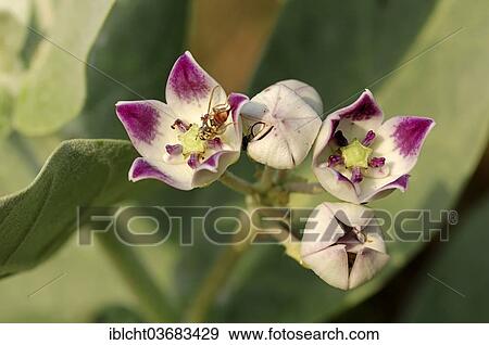 Stock Photo - "Apple of Sodom, Mudar, Osher or Stabragh (Calotropis procera, Asclepias procera, Asclepias gigantea), flowers, Keoladeo National Park, Bharatpur, Rajasthan, India, Asia". Fotosearch