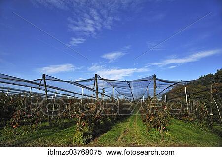 Stock Photography - "Apple orchard (Malus domestica) with hail nets at harvest time, trees with ripe apples, Middle Franconia, Bavaria, Germany, Europe". Fotosearch