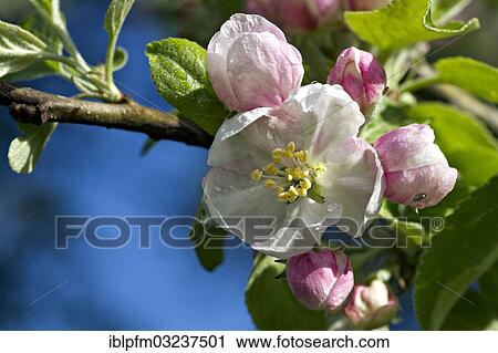 Stock Image - "Apple tree blossoms (Malus sp. ), Chiemgau, Upper Bavaria, Bavaria, Germany, Europe". Fotosearch