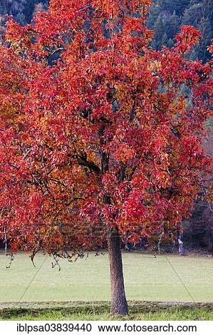 "Apple tree in autumn, North Tyrol, Austria, Europe" View Large Photo Image Stock Image - "Apple tree in autumn, North Tyrol, Austria, Europe". Fotosearch