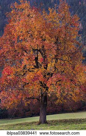 "Apple tree in autumn, North Tyrol, Austria, Europe" View Large Photo Image Stock Image - "Apple tree in autumn, North Tyrol, Austria, Europe". Fotosearch