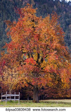 "Apple tree in autumn, North Tyrol, Austria, Europe" View Large Photo Image Stock Photo - "Apple tree in autumn, North Tyrol, Austria, Europe". Fotosearch