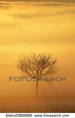 "Apple tree in the fog, in the light of the setting sun, Canton Aargau, Switzerland, Europe" View Large Photo Image Stock Photograph - "Apple tree in the fog, in the light of the setting sun, Canton Aargau, Switzerland, Europe". Fotosearch