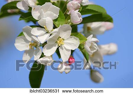 Stock Image - "Apple tree (Malus sp. ), blossoms, Bergkamen, North Rhine-Westphalia, Germany, Europe". Fotosearch