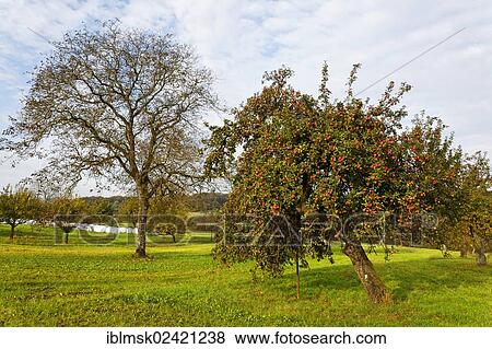 Apple tree, meadow with scattered fruit trees in autumn, on Dinkelberg mountain near Adelhausen, Rheinfelden - Baden, Baden-Wuettemberg, Germany, Europe View Large Photo Image Stock Photo - Apple tree, meadow with scattered fruit trees in autumn, on Dinkelberg mountain near Adelhausen, Rheinfelden - Baden, Baden-Wuettemberg, Germany, Europe. Fotosearch