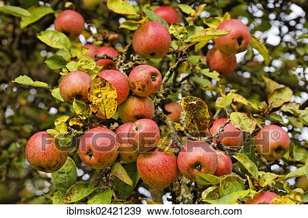 Apple tree on a meadow with scattered fruit trees in autumn, on Dinkelberg mountain near Adelhausen, Rheinfelden - Baden, Baden-Wuettemberg, Germany, Europe View Large Photo Image Stock Photo - Apple tree on a meadow with scattered fruit trees in autumn, on Dinkelberg mountain near Adelhausen, Rheinfelden - Baden, Baden-Wuettemberg, Germany, Europe. Fotosearch