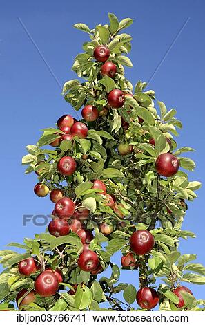 "Apple tree with apples (Malus domestica), Skane, Sweden, Europe" View Large Photo Image Stock Image - "Apple tree with apples (Malus domestica), Skane, Sweden, Europe". Fotosearch
