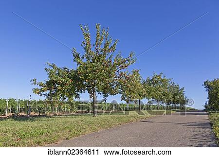 "Apple trees in summer, Rhineland-Palatinate, Germany, Europe" View Large Photo Image Stock Image - "Apple trees in summer, Rhineland-Palatinate, Germany, Europe". Fotosearch