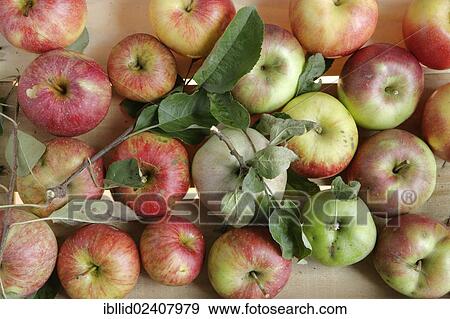 "Apples from organic farming, various kinds" View Large Photo Image Stock Photo - "Apples from organic farming, various kinds". Fotosearch